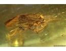 Nice Caddisfly Trichoptera. Fossil insect Baltic amber #14703