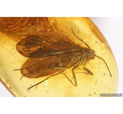 Nice Caddisfly Trichoptera. Fossil insect Baltic amber #14704