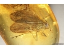 Nice Caddisfly Trichoptera. Fossil insect Baltic amber #14704