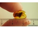 Nice Caddisfly Trichoptera. Fossil insect Baltic amber #14704