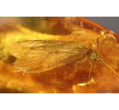 Nice Caddisfly Trichoptera. Fossil insect Baltic amber #14705