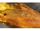 Nice Caddisfly Trichoptera. Fossil insect Baltic amber #14705