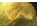 Nice Caddisfly Trichoptera. Fossil insect Baltic amber #14706