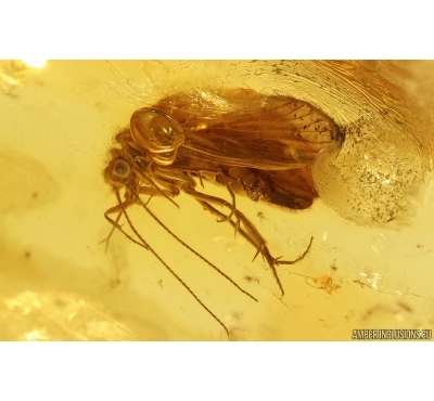 Nice Caddisfly Trichoptera. Fossil insect Baltic amber #14707