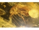 Nice Caddisfly Trichoptera. Fossil insect Baltic amber #14707