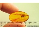 Nice Caddisfly Trichoptera. Fossil insect Baltic amber #14707