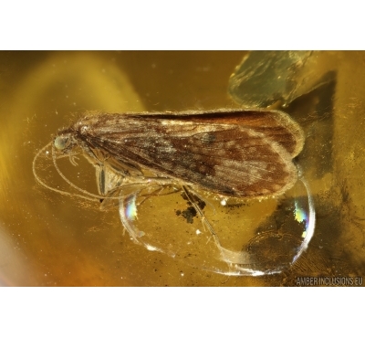 Nice Caddisfly Trichoptera. Fossil insect Baltic amber #14708