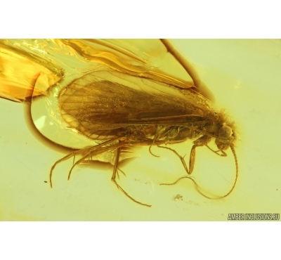 Nice Caddisfly Trichoptera. Fossil insect Baltic amber #14709