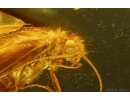 Nice Caddisfly Trichoptera. Fossil insect Baltic amber #14709