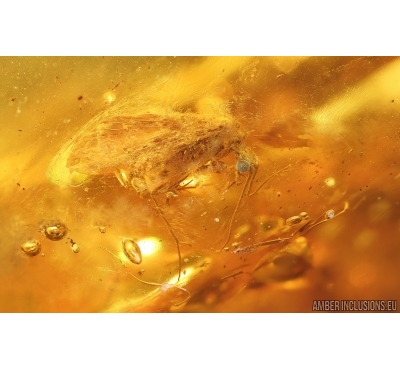 Nice Caddisfly Trichoptera. Fossil insect Baltic amber #14710