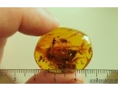 Nice Caddisfly Trichoptera. Fossil insect Baltic amber #14710