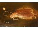 Nice Caddisfly Trichoptera. Fossil insect Baltic amber #14711