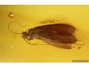 Nice Caddisfly Trichoptera. Fossil insect Baltic amber #14711