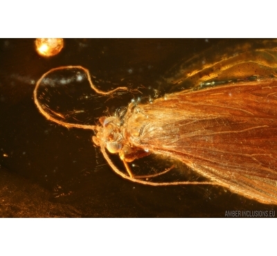 Nice Caddisfly Trichoptera. Fossil insect Baltic amber #14711