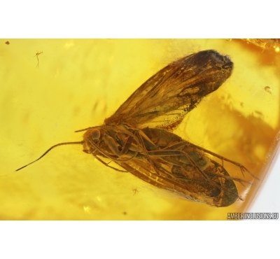 Nice Caddisfly Trichoptera. Fossil insect Baltic amber #14712