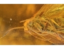 Nice Caddisfly Trichoptera. Fossil insect Baltic amber #14712