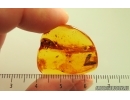 Nice Caddisfly Trichoptera. Fossil insect Baltic amber #14712