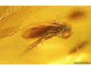 Nice Caddisfly Trichoptera. Fossil insect Baltic amber #14714