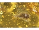 Nice Caddisfly Trichoptera and Long-legged fly Dolichopodidae. Fossil insects Baltic amber #14715