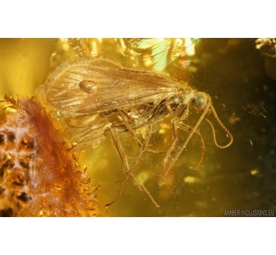 Two Caddisflies Trichoptera and Moth fly Psychodidae. Fossil insects Baltic amber #14716