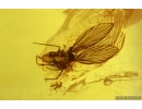 Two Caddisflies Trichoptera and Moth fly Psychodidae. Fossil insects Baltic amber #14716