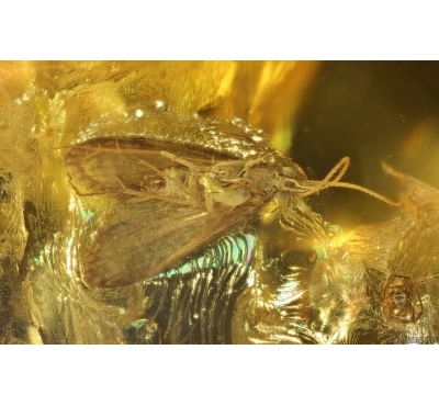 Caddisfly Trichoptera and Spider Araneae. Fossil inclusions Baltic amber #14717