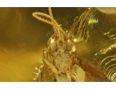 Caddisfly Trichoptera and Spider Araneae. Fossil inclusions Baltic amber #14717