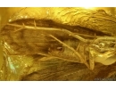 Caddisfly Trichoptera and Spider Araneae. Fossil inclusions Baltic amber #14717
