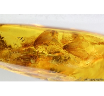 3 Caddisflies Trichoptera. Fossil insects Baltic amber #14718