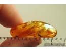 3 Caddisflies Trichoptera. Fossil insects Baltic amber #14718