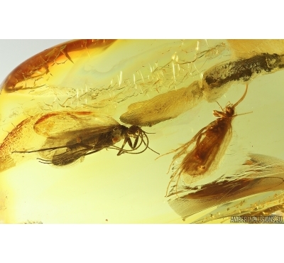 Two Nice Caddisflies Trichoptera. Fossil inclusions Baltic amber #14719