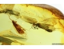Two Nice Caddisflies Trichoptera. Fossil inclusions Baltic amber #14719