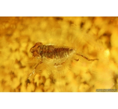 Leafhopper Nymph Cicadellidae. Fossil inclusion in Baltic amber #14720