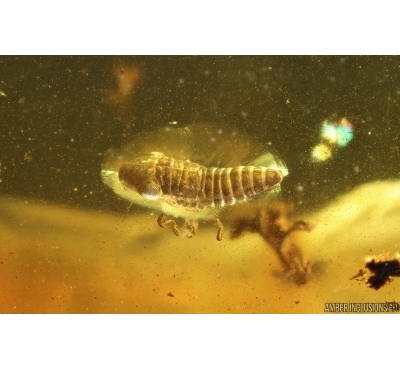 Leafhopper Nymph Cicadellidae. Fossil inclusion in Baltic amber #14721
