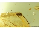 Planthopper nymph Fulgoromorpha and Water bubbles. Fossil inclusions in Ukrainian Rovno amber #14722R