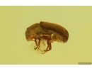 Bark Beetle Curculionidae Scolytinae. Fossil insect Baltic amber #14723