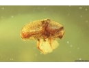 Bark Beetle Curculionidae Scolytinae. Fossil insect Baltic amber #14723