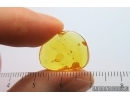 Nice Springtail Collembola. Fossil inclusion Baltic amber #14727