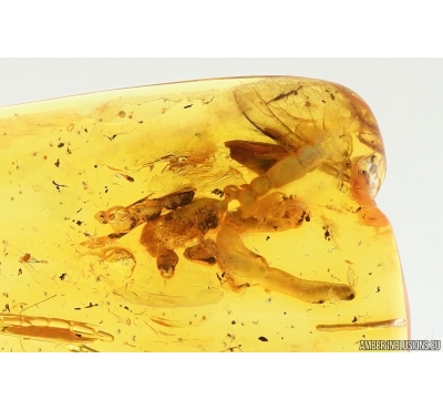 Leaf and More. Fossil inclusions in Baltic amber stone #14729