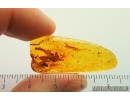 Leaf and More. Fossil inclusions in Baltic amber stone #14729