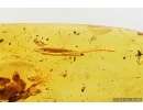 Leaf and More. Fossil inclusions in Baltic amber stone #14729