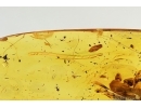 Leaf and More. Fossil inclusions in Baltic amber stone #14729