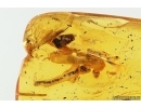 Leaf and More. Fossil inclusions in Baltic amber stone #14729