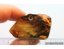 Nice Inclusion, Ukrainian Rovno amber sotne #14730R