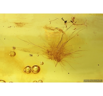 Nice Stellate hair, Plant. Fossil inclusion Baltic amber #14731