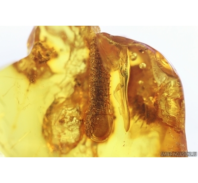Nice Stalactite. Fossil inclusion in Baltic amber stone #14732