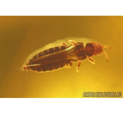 Thrips Thysanoptera. Fossil inclusion in Baltic amber #14733