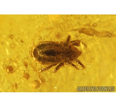 Nice Mite Acari. Fossil insect in Baltic amber #14734