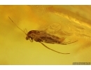 Nice Mite Acari and More. Fossil inclusions in Baltic amber stone #14735