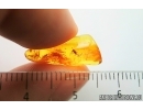 Nice Mite Acari and More. Fossil inclusions in Baltic amber stone #14735